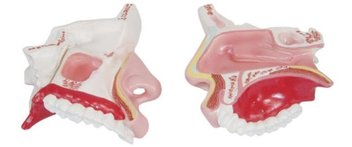 Modelo Humano Cavidad Nasal - Nariz