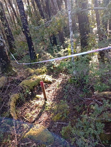 Venta Parcela Bosque Pucón Los Nevados