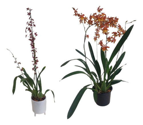 Kit Orquídeas Oncidium Chocolate+odontocidium Catatante