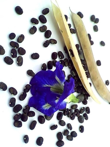 100 Semilla Clitoria Ternatea