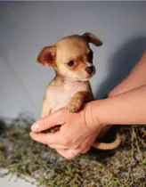 Comprar Chihuahua Mini  Cachorros