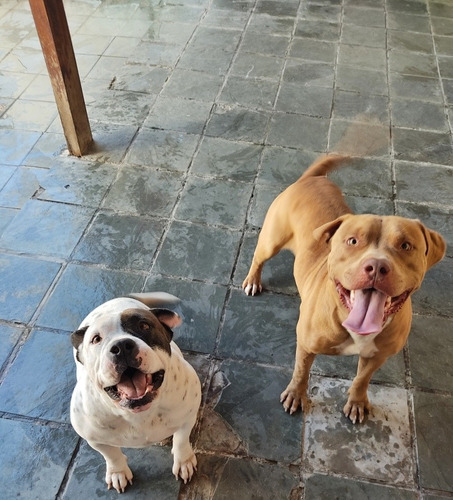 Imagem 5 de 5 de Vende-se Filhotes De American Bully's E Pitbull's Monsters.