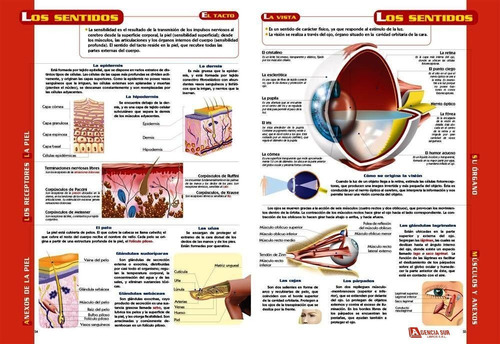 Guía Visual Del Cuerpo Humano, Anatomía Y Funciones