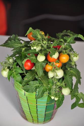 Imagem 5 de 10 de Tomate Tiny Tim - O Menor Do Mundo! Sementes Para Mudas