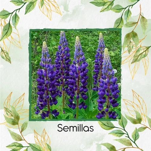 35 Semillas De Flor Lupino + Kit De Germinación