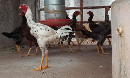 Ovos Galados De Galinha Gigante