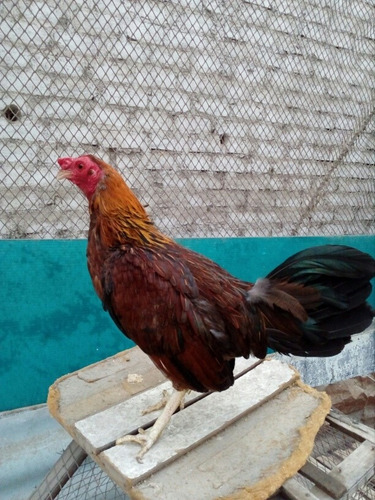 Gallinos