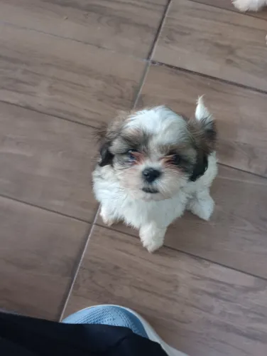 Filhote Shitzu Machinho