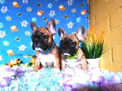 Bulldog Francés Machos Red Fawn Quad Carrier.