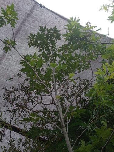 Imagen 3 de 9 de Acer Saccharum - Grande - Hermoso - E/caba Y Gba