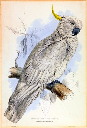 Cacatúa - Aves - Zoología - E. Lear 1896 - Poster 100x70 Cm.
