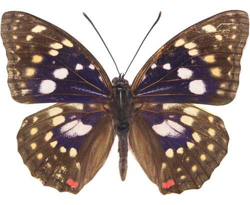 Colección De Mariposas