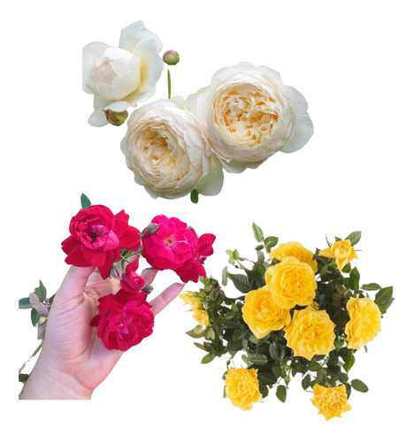 Kit 03 Mudas De Rosas Trepadeiras Com Rosas Grandes.