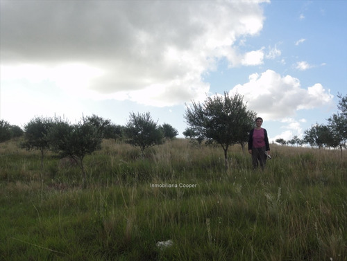 Venta Campo 60 Ha Con Olivos