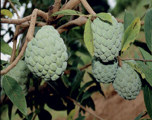 20 Sementes De Ata/pinha/fruta Do Conde