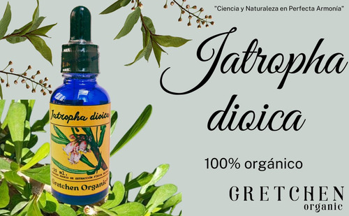 Drago Jatropha Dioica, Triple Extracto Orgánico Concentrado Natural