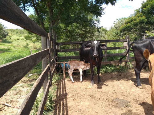 Imagem 12 de 19 de Fazenda Para Comprar No Fazenda Minama Em Santana De Pirapama/mg - 1731