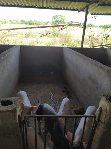 Imagen 23 de 24 de Venta Granja En La Ciudad Valencia Estado Carabobo
