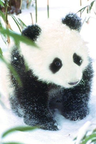 Tendencias Cartel Internacional De La Panda Animal 22.375  X