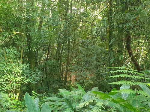 Terreno Sitio Chacara Lote Loteamento Com Lago 16.000 M² Ibiuna Sonho Tranquilidade Natureza Refugio