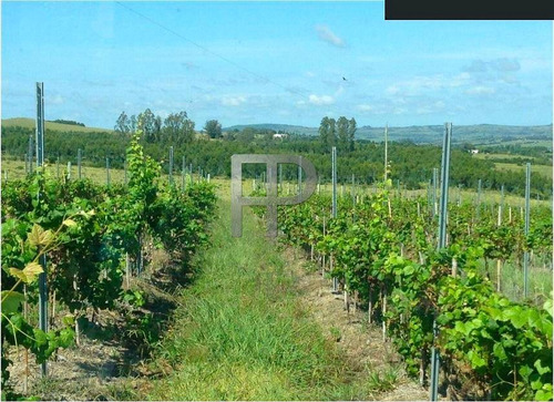 Imagen 6 de 7 de Campo En Venta Pueblo Edén 40 Hectáreas