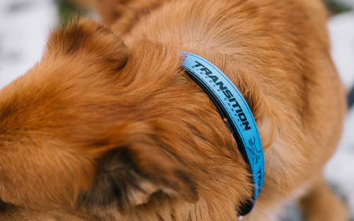 Transition - Collar Para Perro Ajustable, Resistente, Cómodo Azul Acero Roller Dawg M