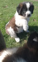 Comprar Hermosos Cachorros San Bernardo