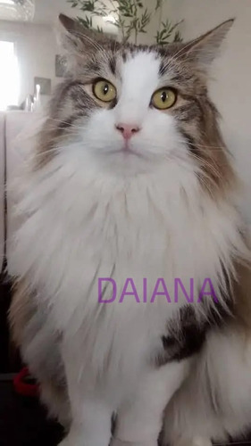 Gatito Siberiano Hipoalergénico Ef320mil Fotos Reales!!