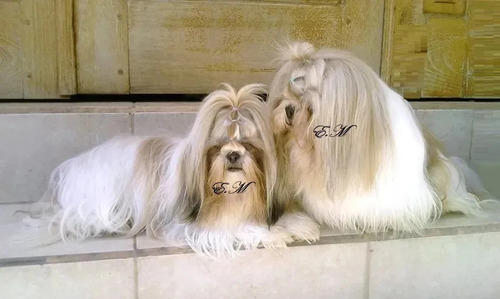 Preciosa Shitzu Cachorra Pura Shih Tzu Shihtzu Bella