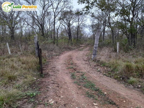 Imagem 3 de 12 de Fazenda À Venda Em Nioaque - Ms - 126 Hectares - (dupla Aptidão) - 2131