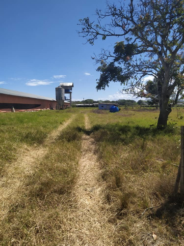 Imagen 14 de 20 de Granja De Gallinas Ponedoras Valencia Edo Carabobo