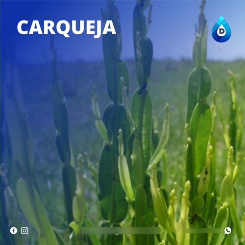 Extrato Vegetal Composto De Carqueja 100% Natural | 20 Ml