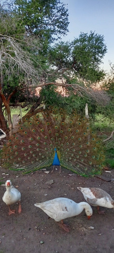 Imagen 11 de 16 de Posada Del Campo A Pasito De Termas Del Dayman