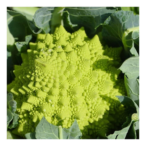 720 Sementes De Couve- Flor Romanesco Kefera - 3gr