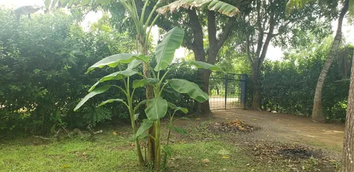 Finca En Venta A 15 Minutos Del Centro De Cerete