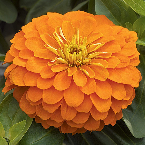 50 Semillas De Zinnia Orange