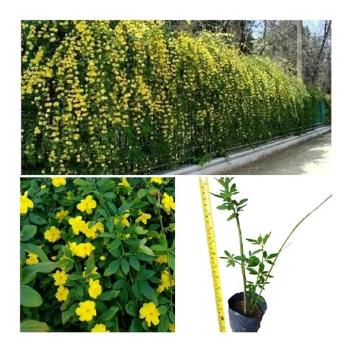 Jasmim-amarelo (arbustos P/ Seu Muro) 2 Mudas +ou- 50cm Cada | Parcelamento  sem juros