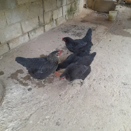 Gallinas Criollas Ponedoras (Usado)