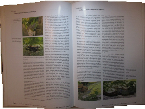 Aqualog Gambas Caridina Camarón Langosta ! Acuario Acuarismo (Usado)