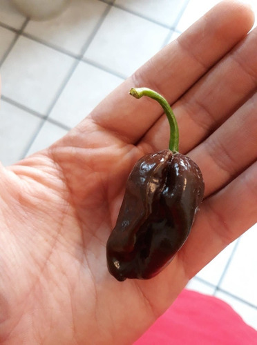 100 Semillas De Habanero Chocolate