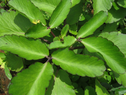 Imagen 4 de 4 de Planta De Kalanchoe Pinnata Exótica Medicinal Envio Gratis