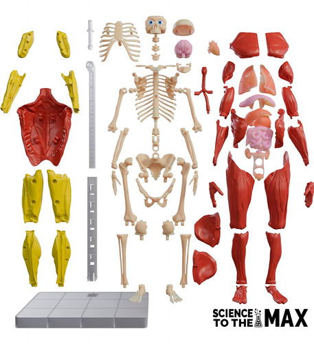 ¡sé Increíble! Toys Cuerpo Humano Interactivo - Figura De An