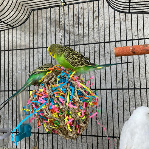 Artículos De Juguete For Colgar En Color Loro, Pájaro, Mola