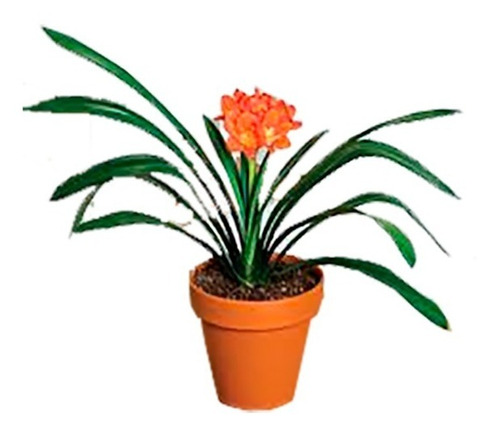 Planta De Clivia En Maceta Descartable De 3 Litros