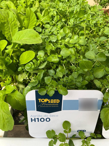 Semente Agrião Do Seco H100 100 Gramas Topseed Premium