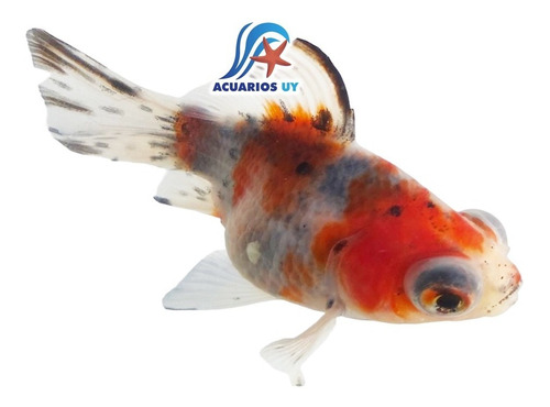 Carassius Telescópico Cálico, Peces De Agua Fría, 7-9cm