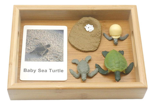 Niños Montessori Ciclo De Vida 3 Tarjetas Tortuga Marina