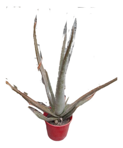 Planta De Aloe Vera Barbadensis, Flor Amarilla, La Verdadera