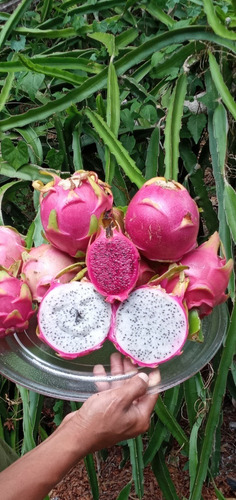 Imagen 2 de 10 de 150 Esquejes De Pitahaya Amarrilla Y H.andatus Golden