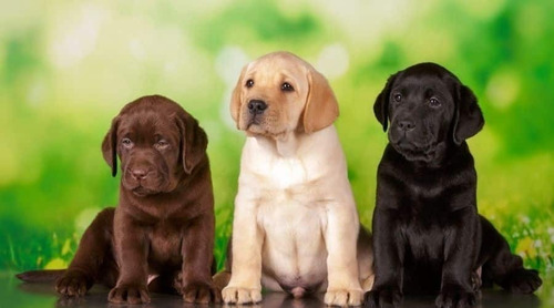 Cachorras Labrador Retriever Hembras Puras C/garant